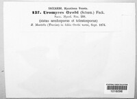 Uromyces viciae-fabae image